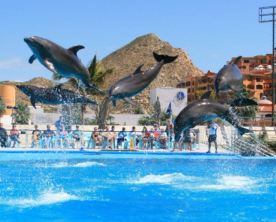 , Swimming with the Dolphins