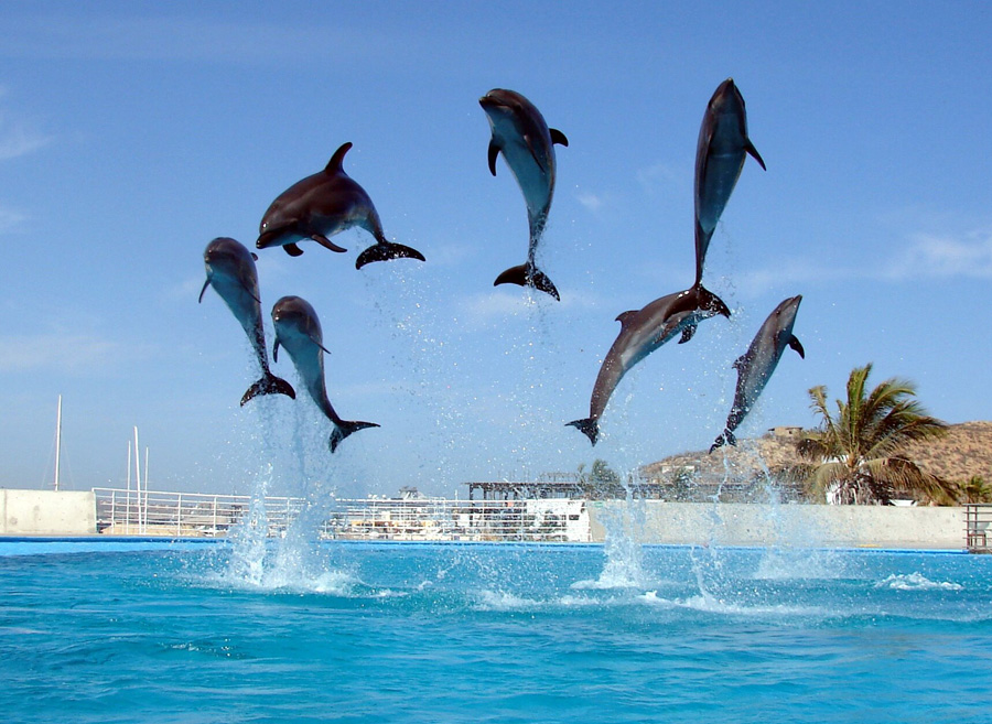 , Swimming with the Dolphins