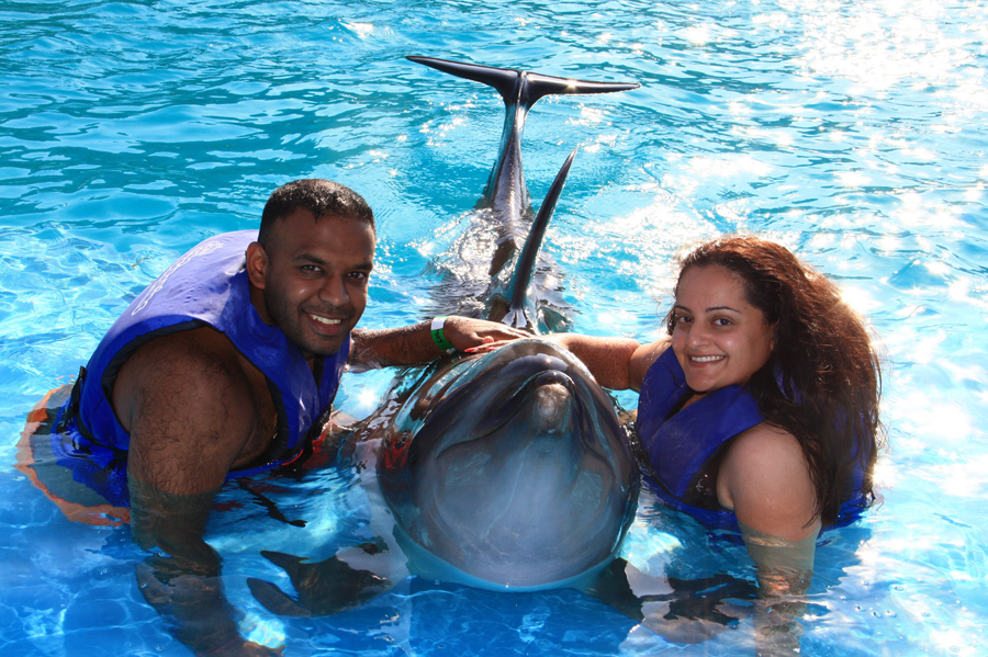 , Swimming with the Dolphins